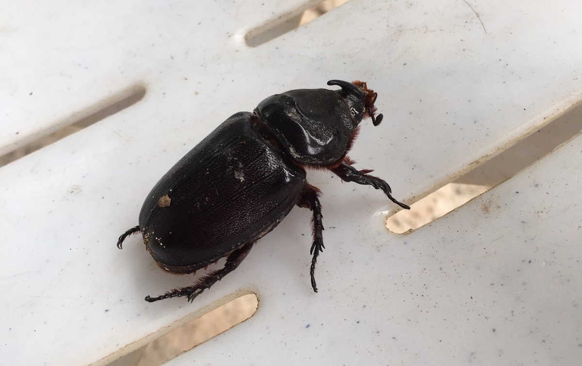 f:id:insect-hunting:20200209221308j:plain