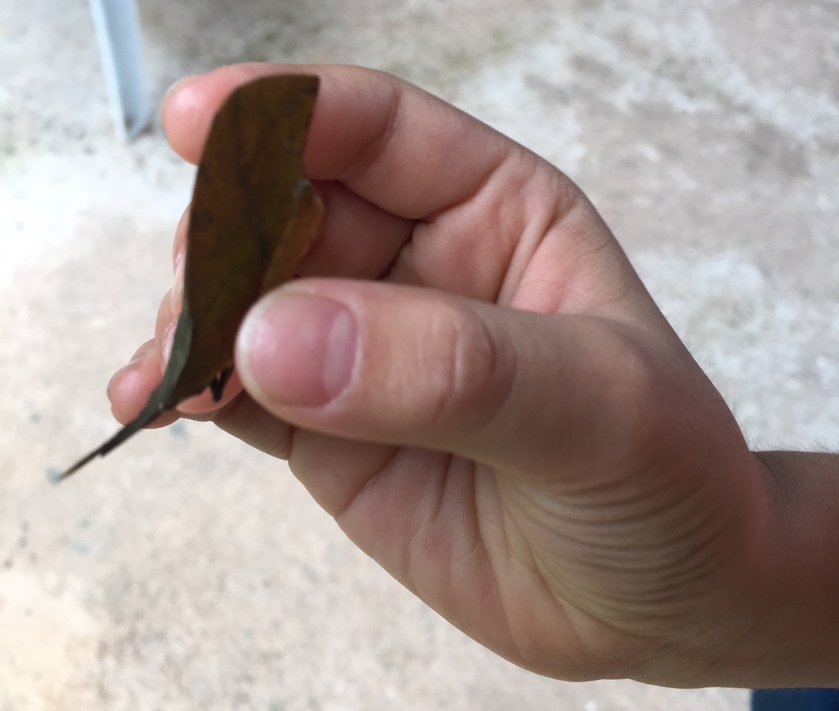 f:id:insect-hunting:20200209221333j:plain
