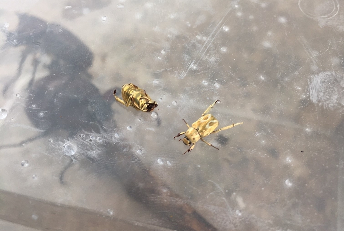 f:id:insect-hunting:20200209221401j:plain