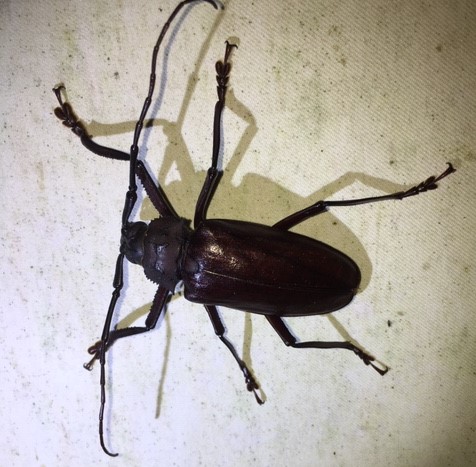 f:id:insect-hunting:20200209221526j:plain