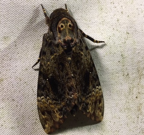 f:id:insect-hunting:20200209221629j:plain