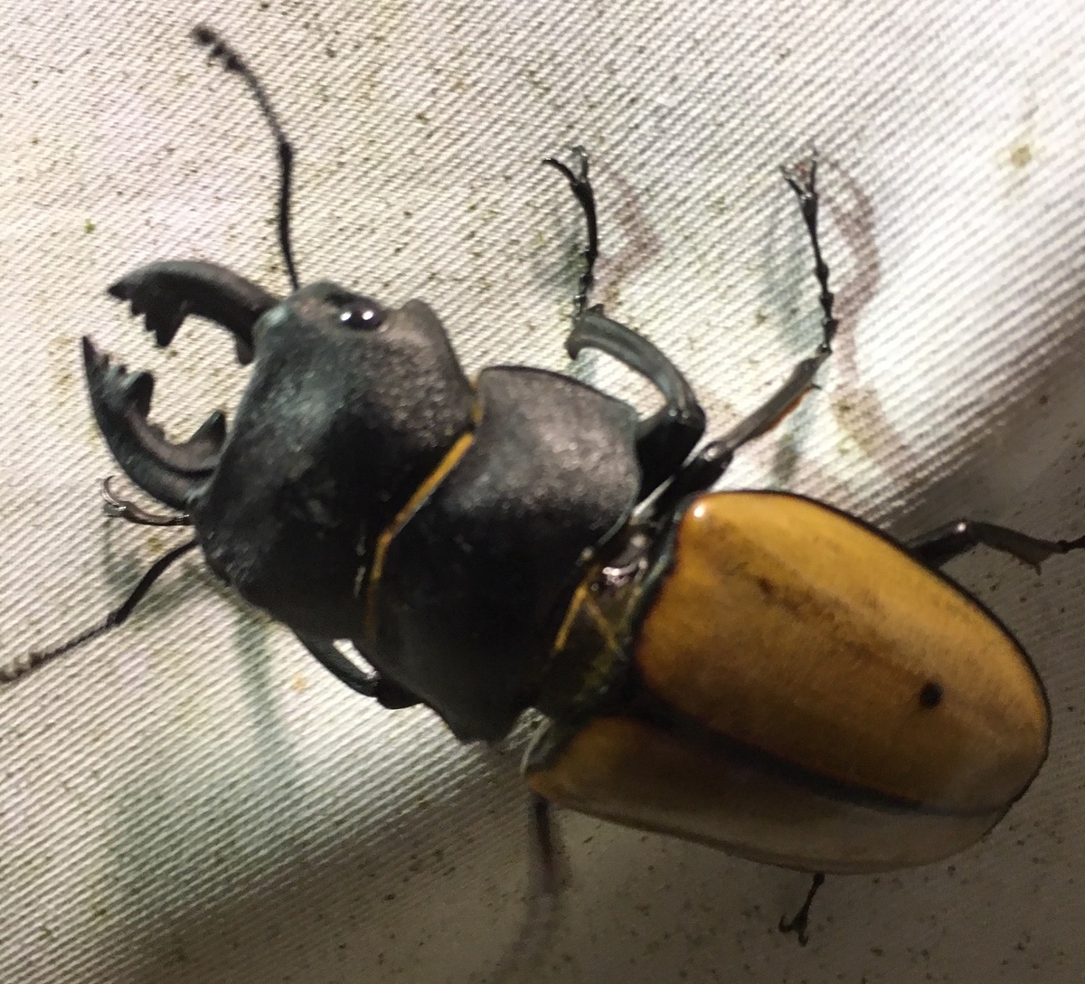 f:id:insect-hunting:20200209221743j:plain
