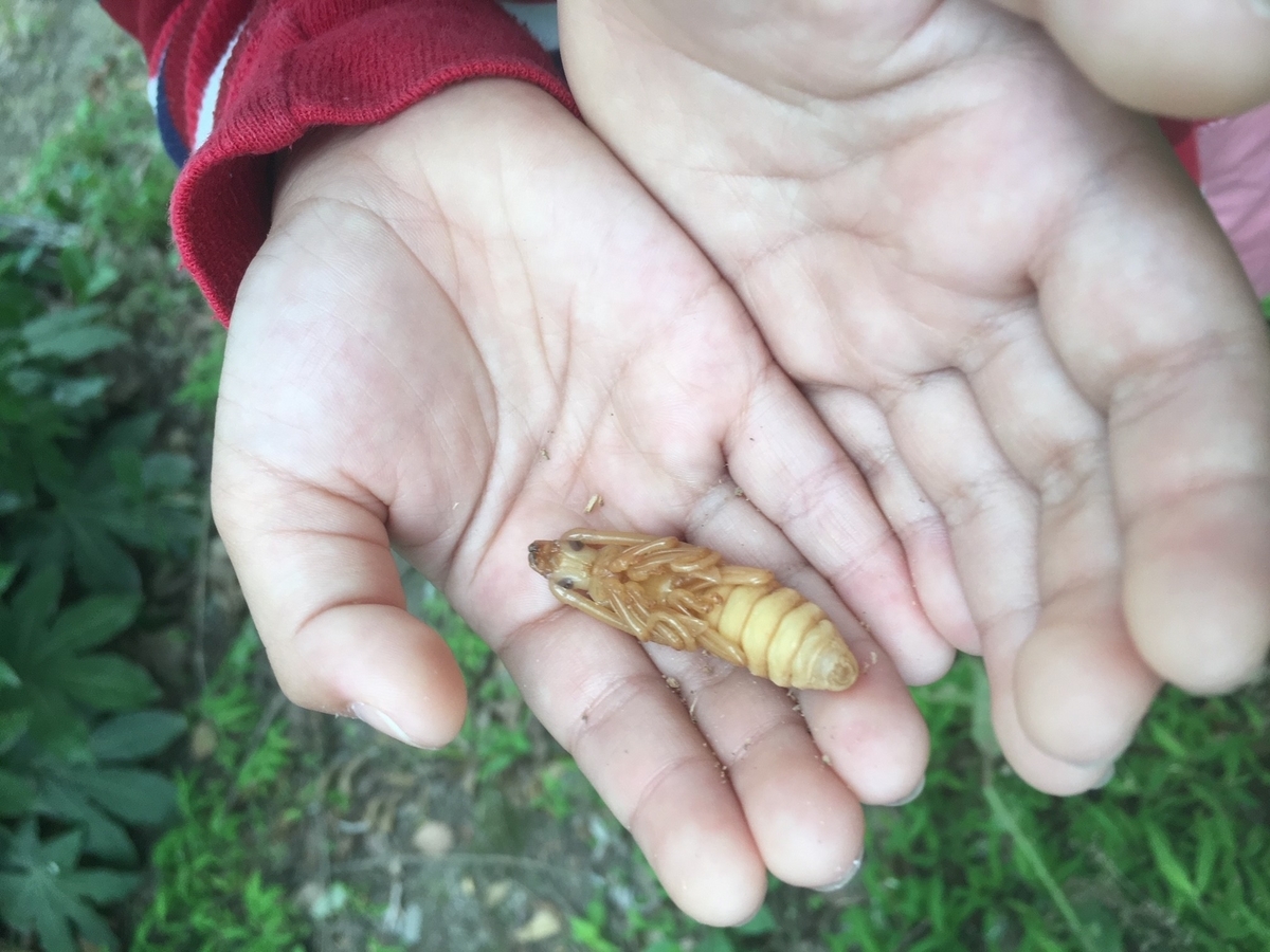 虫とる子（駿台浜学園小5）の首都圏御三家特訓と夏休み昆虫研究大賞