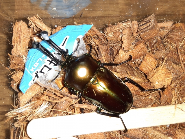 オオクワガタ プロゼリー 食いつき抜群 プロゼリー KBファーム社製 純
