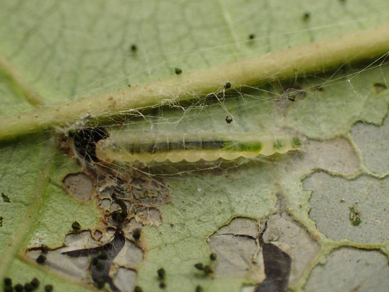 f:id:insectmoth:20170101170821j:plain