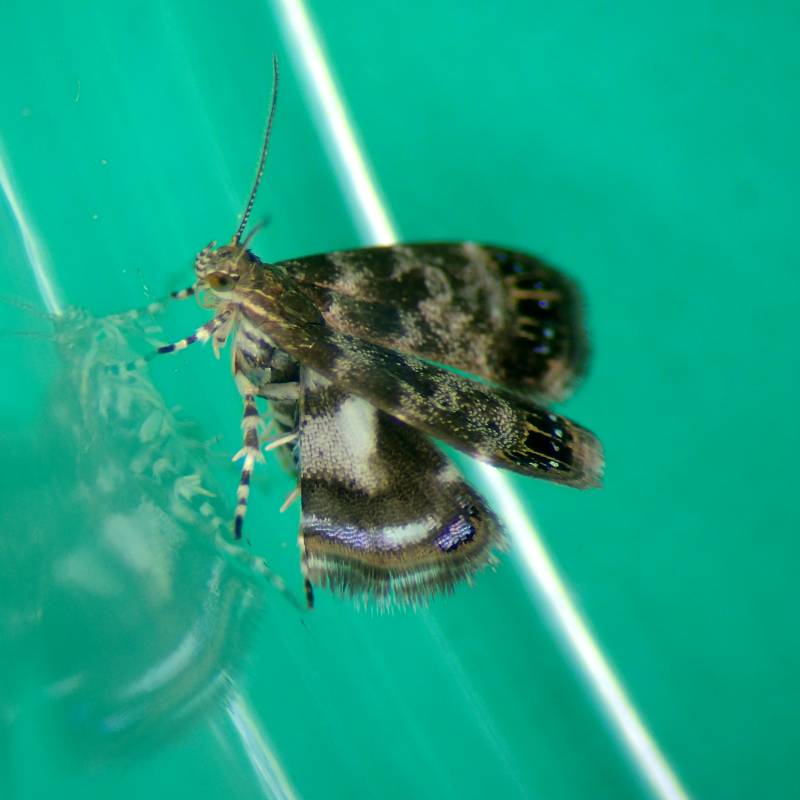 f:id:insectmoth:20170101171037j:plain