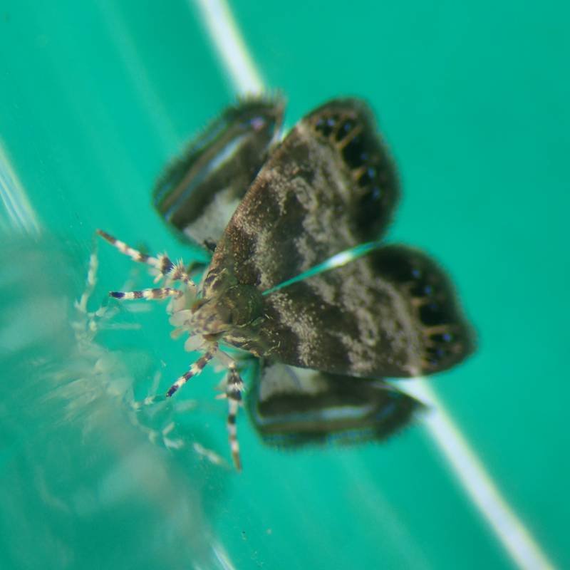 f:id:insectmoth:20170101171054j:plain