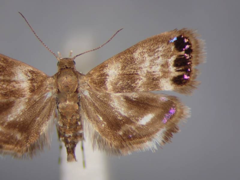 f:id:insectmoth:20170101171139j:plain