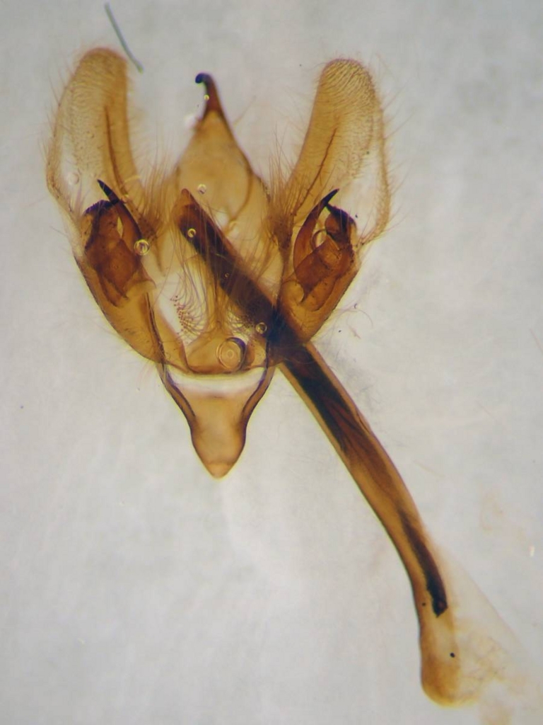 f:id:insectmoth:20170102004558j:plain f:id:insectmoth:20170102004558j:plain