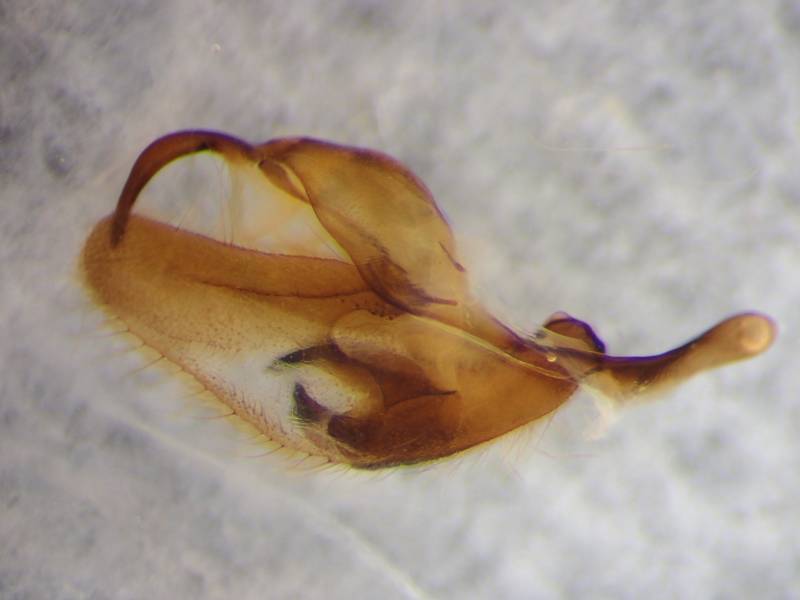 f:id:insectmoth:20170102004650j:plain f:id:insectmoth:20170102004650j:plain