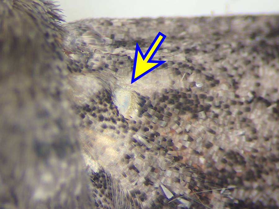 f:id:insectmoth:20170102004744j:plain f:id:insectmoth:20170102004744j:plain