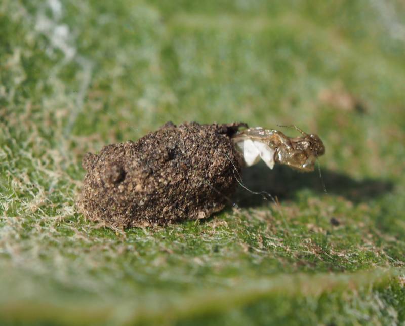 f:id:insectmoth:20170102131924j:plain