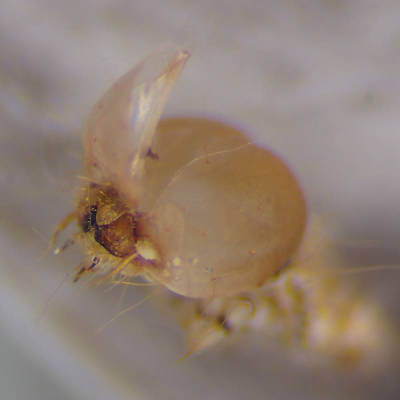 f:id:insectmoth:20170102132457j:plain