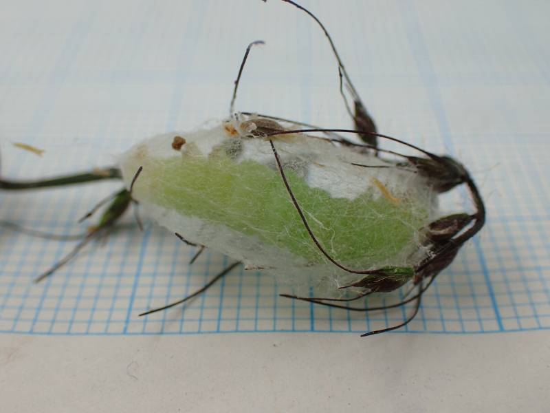 f:id:insectmoth:20170102184010j:plain