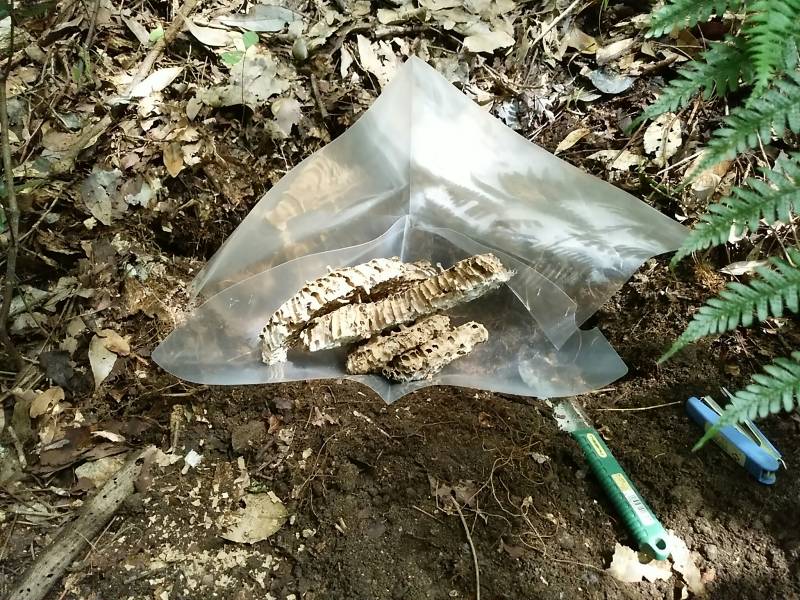 f:id:insectmoth:20170102185909j:plain f:id:insectmoth:20170102185909j:plain