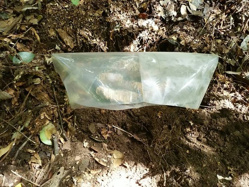 f:id:insectmoth:20170102185924j:plain f:id:insectmoth:20170102185924j:plain