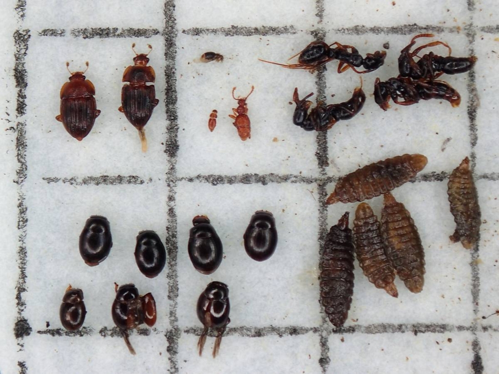 f:id:insectmoth:20170102190046j:plain f:id:insectmoth:20170102190046j:plain