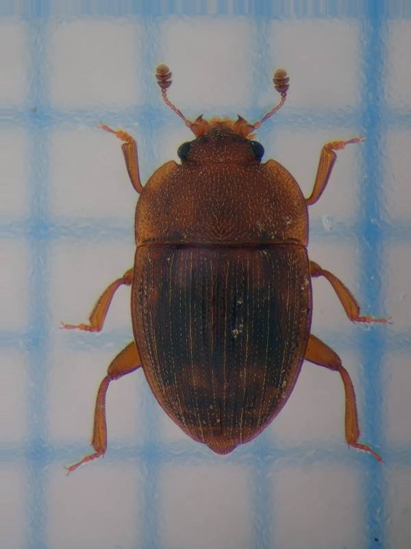 f:id:insectmoth:20170102190311j:plain f:id:insectmoth:20170102190311j:plain