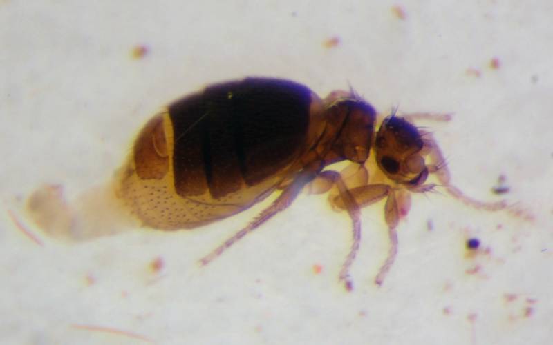 f:id:insectmoth:20170102190325j:plain f:id:insectmoth:20170102190325j:plain