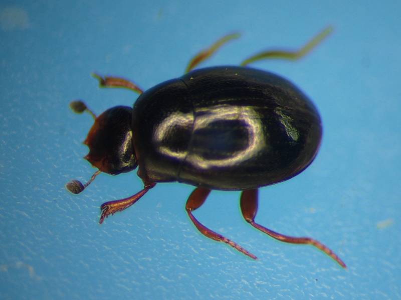 f:id:insectmoth:20170102190417j:plain f:id:insectmoth:20170102190417j:plain