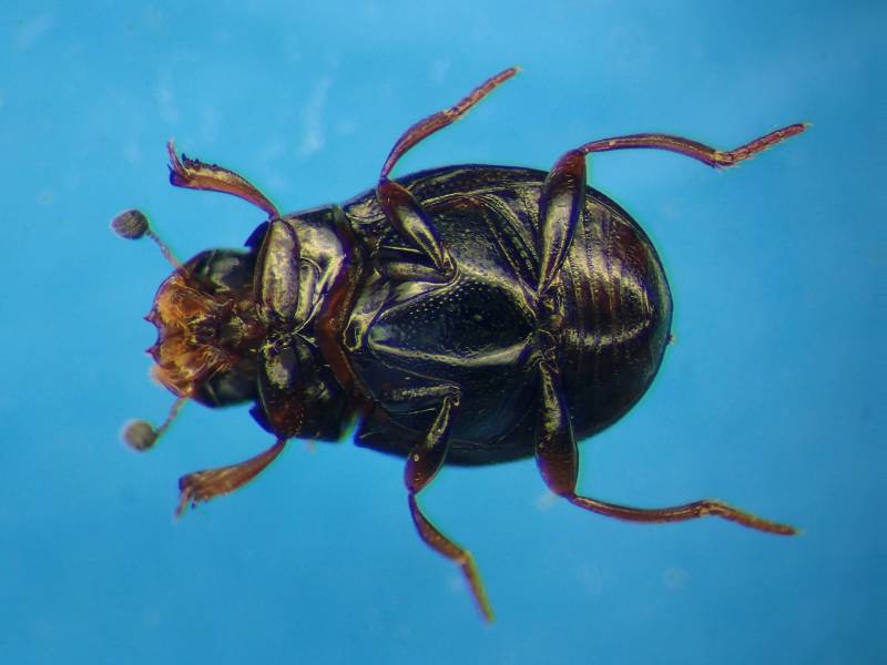 f:id:insectmoth:20170102190429j:plain f:id:insectmoth:20170102190429j:plain