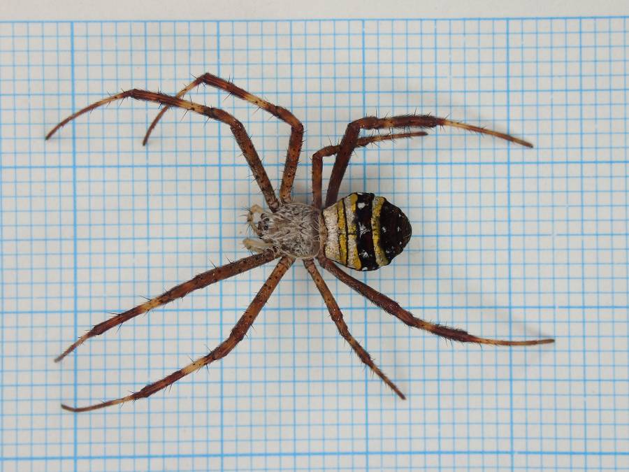 f:id:insectmoth:20170102191034j:plain