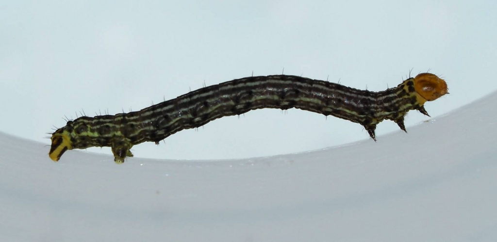f:id:insectmoth:20170103010351j:plain f:id:insectmoth:20170103010351j:plain