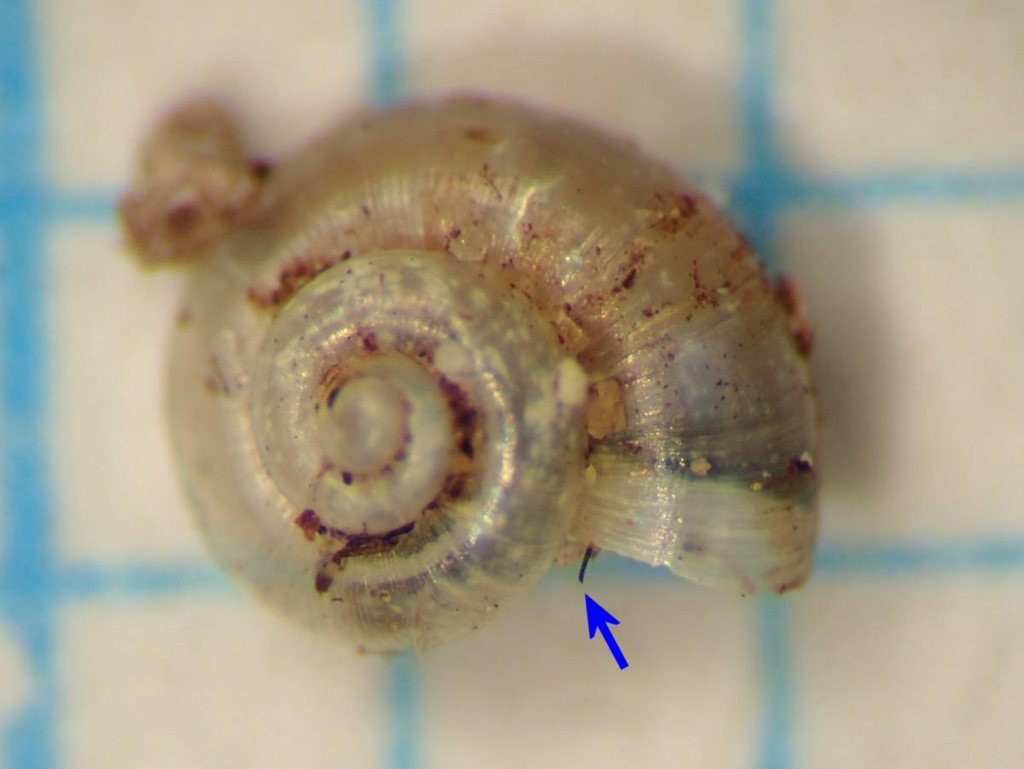 f:id:insectmoth:20170103010723j:plain f:id:insectmoth:20170103010723j:plain