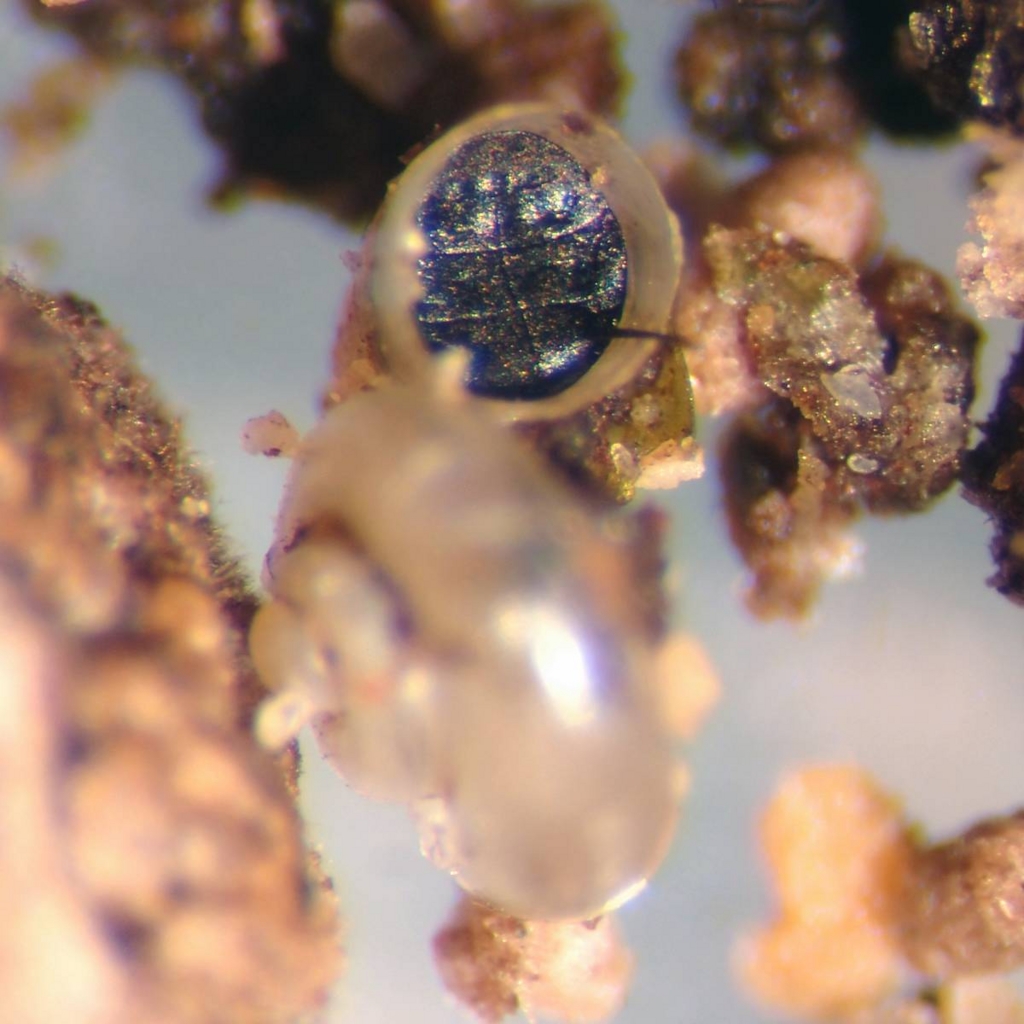 f:id:insectmoth:20170103010752j:plain f:id:insectmoth:20170103010752j:plain