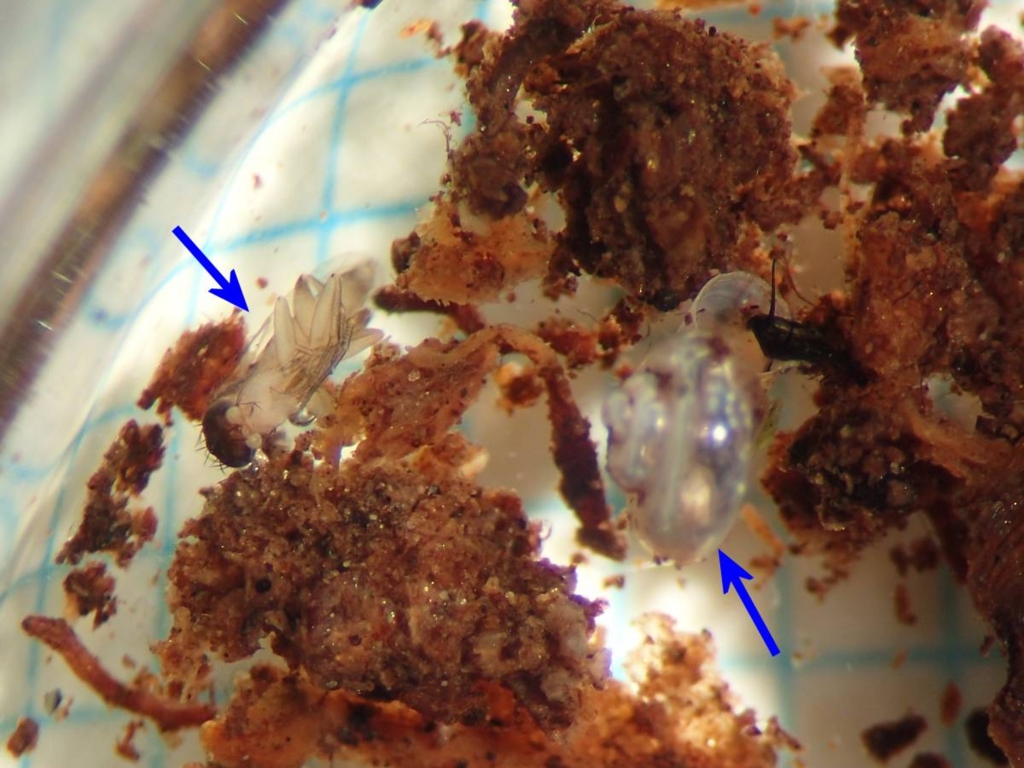 f:id:insectmoth:20170103010822j:plain f:id:insectmoth:20170103010822j:plain