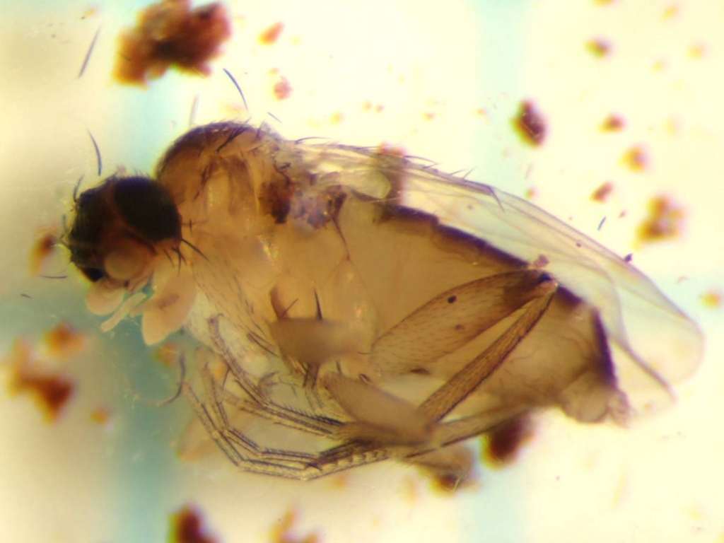 f:id:insectmoth:20170103010845j:plain f:id:insectmoth:20170103010845j:plain