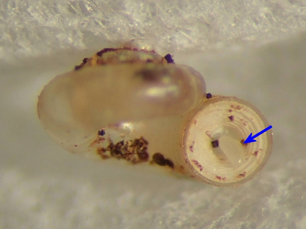 f:id:insectmoth:20170103010858j:plain f:id:insectmoth:20170103010858j:plain