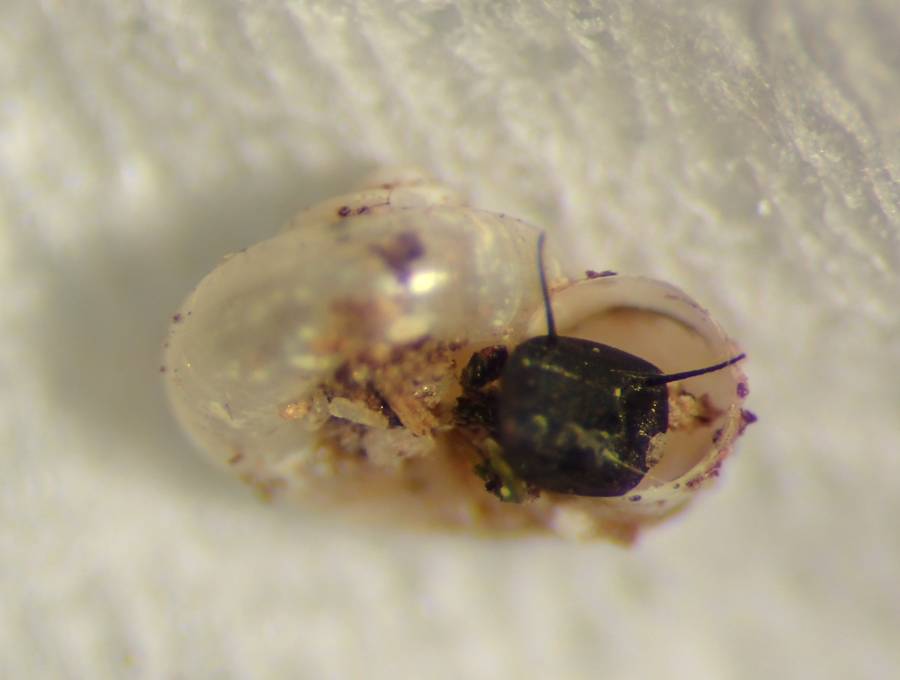 f:id:insectmoth:20170103010916j:plain f:id:insectmoth:20170103010916j:plain