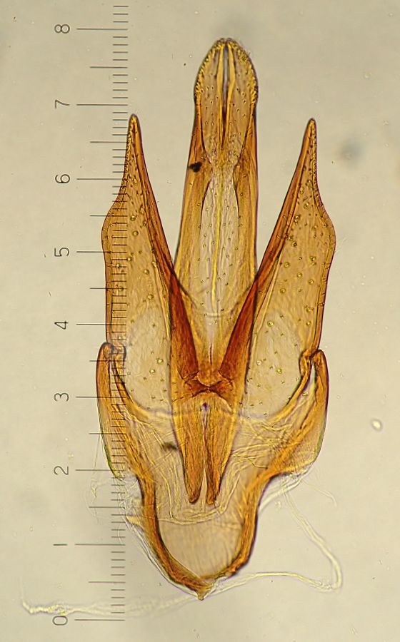 f:id:insectmoth:20170103033924j:plain