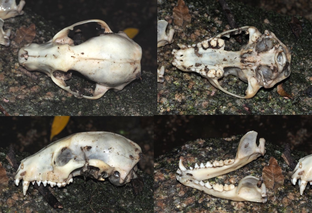 f:id:insectmoth:20170104204301j:plain