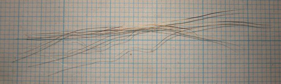 f:id:insectmoth:20170104204421j:plain