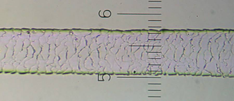 f:id:insectmoth:20170104204440j:plain