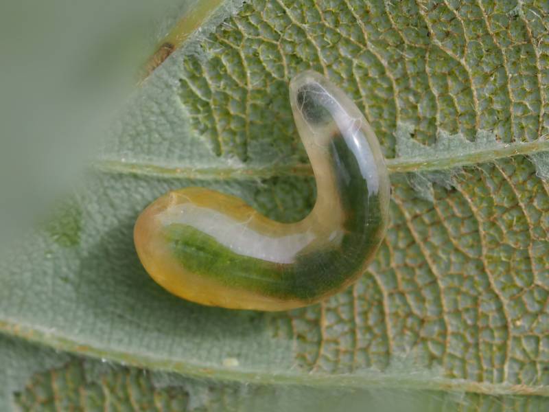 f:id:insectmoth:20170104232937j:plain