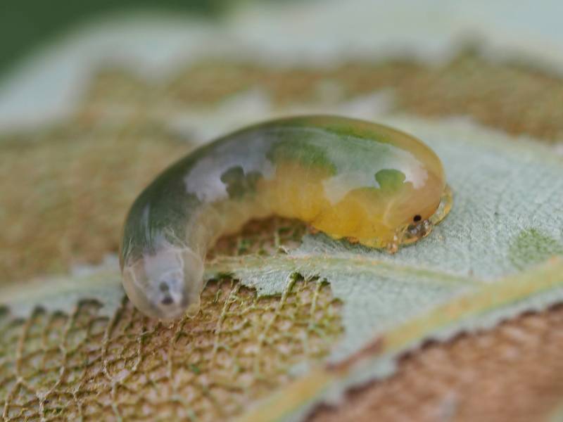 f:id:insectmoth:20170104232950j:plain