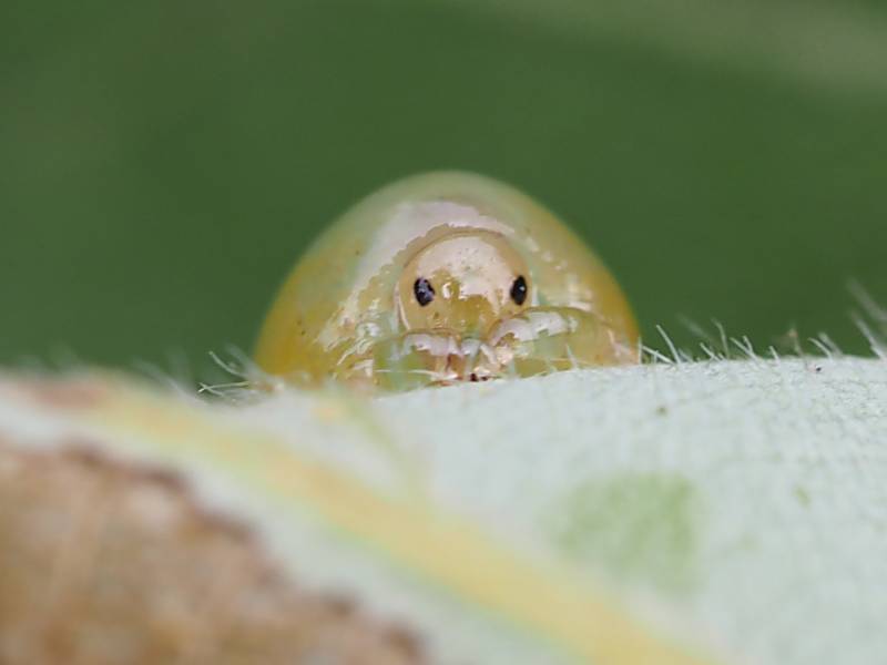 f:id:insectmoth:20170104233004j:plain