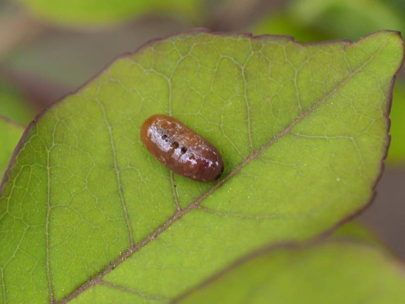 イモムシ様 GEECRACK ジークラック イモケムシ 40mm 411 JOKER 840876