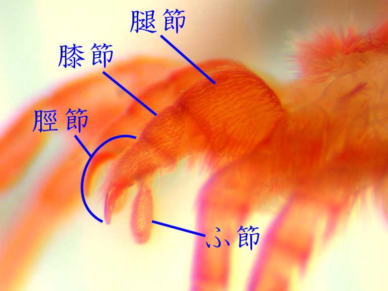 f:id:insectmoth:20170105165656j:plain