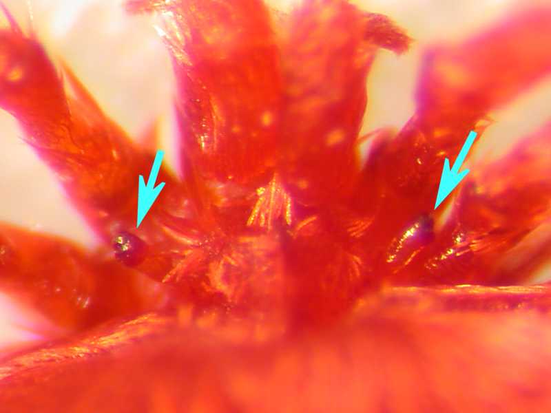 f:id:insectmoth:20170105165738j:plain