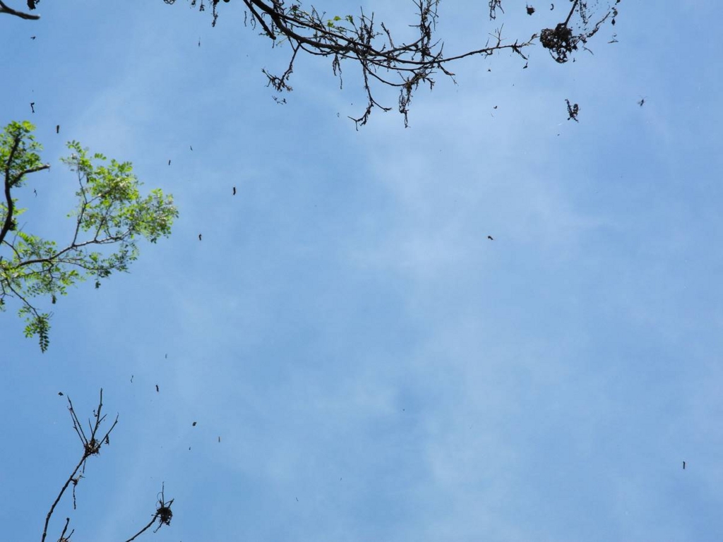 f:id:insectmoth:20170105181500j:plain f:id:insectmoth:20170105181500j:plain