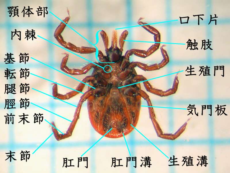 f:id:insectmoth:20170105223847j:plain