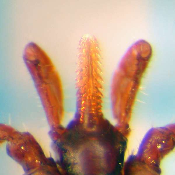 f:id:insectmoth:20170105223901j:plain