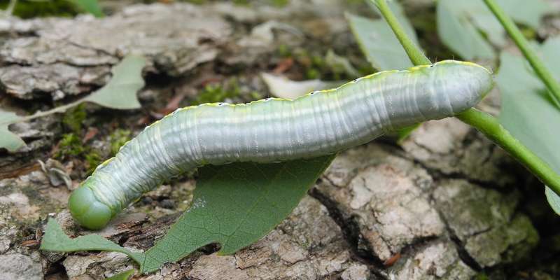 ノヒラトビモンシャチホコの幼虫 - 旧｢いもむしうんちは雨の音