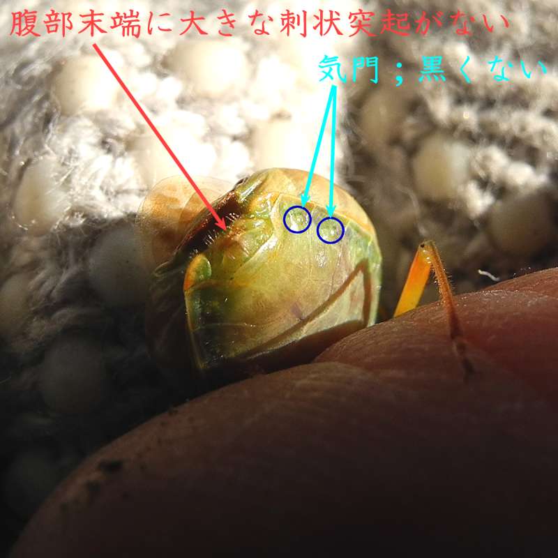 超便利。日本原色カメムシ図鑑 第3巻 - 旧｢いもむしうんちは雨の音｣置き場