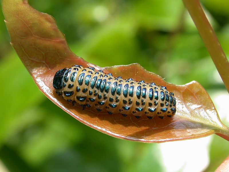 ひかえめな帰化生物 - 旧｢いもむしうんちは雨の音｣置き場