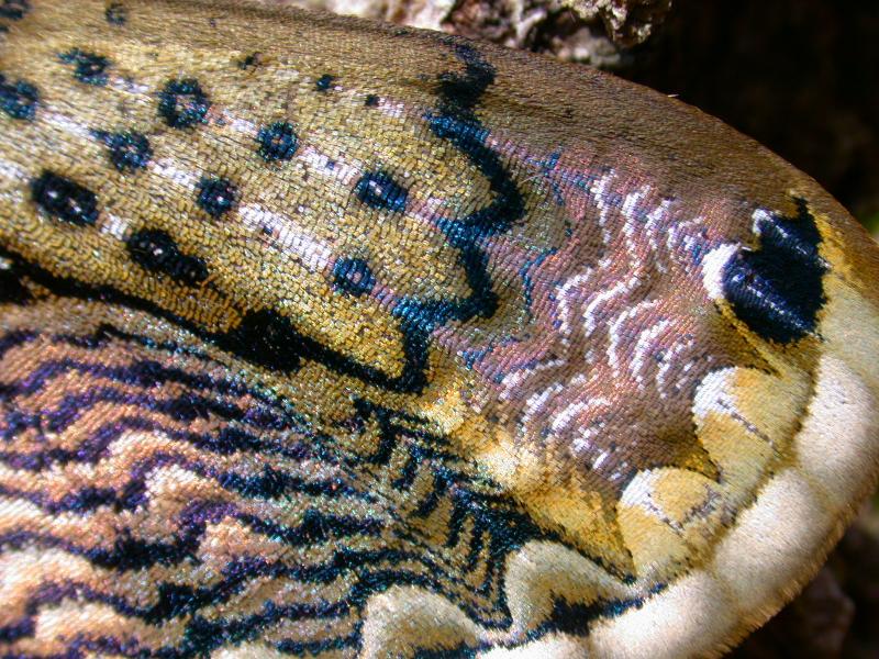 f:id:insectmoth:20170126185756j:plain